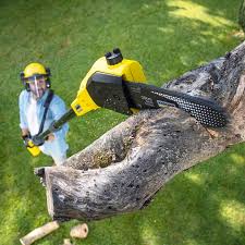 Best Lawn Dethatching  in Lavallette, NJ